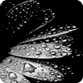 Black Wallpaper