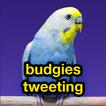 budgies tweeting