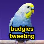 budgies tweeting