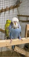 budgies tweeting постер