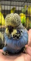 budgies tweeting скриншот 1