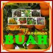 Budidaya Tanaman Buah