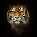 Tiger Walpapers HD