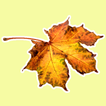 Nature Stickers for WhatsApp