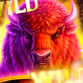 ”Wild Buffalo