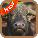 Buffalo Wallpaper APK