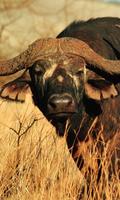 Buffalo Wallpaper Affiche