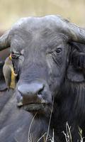 Buffalo Wallpaper स्क्रीनशॉट 2