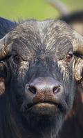 Buffalo Wallpaper ภาพหน้าจอ 3