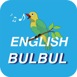 English Bulbul بلبل الإنجليزية