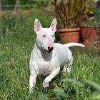 Bull Terrier Wallpaper آئیکن