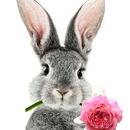 Cute Bunny Live Wallpapers HD APK