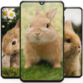 Rabbit Wallpaper HD