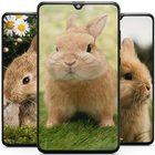 Rabbit Wallpaper HD icône