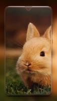 Rabbit Wallpaper HD Affiche