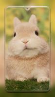 Rabbit Wallpaper HD スクリーンショット 1