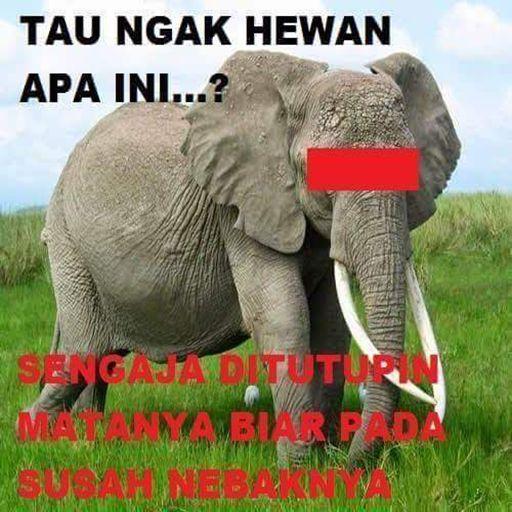 87+ Gambar Binatang Lucu Bahasa Sunda Kekinian 87+ Gambar Binatang Lucu Bahasa Sunda Kekinian