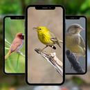 Bird Cute Wallpaper APK