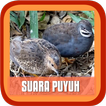 Suara Burung Puyuh Kicau
