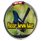 Master Burung Kacer Ringtone icône
