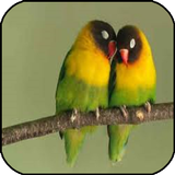 Burung Kicau icono