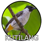 Suara Burung Kutilang Mp3 icône