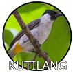 Suara Burung Kutilang Mp3