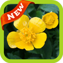 Buttercup Wallpaper APK