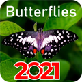 Beautiful butterflies wallpapers 2021 without Net