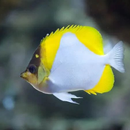 Butterflyfish Care APK