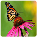 cadres photos papillon APK