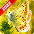 Butterfly Wallpaper APK