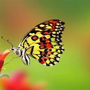 Butterfly Wallpaper Beautiful and Very Cool APK