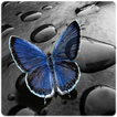 Butterfly Wallpaper HD