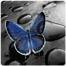 Butterfly Wallpaper HD APK