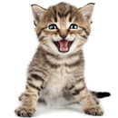 Cat Sounds Ringtones Purr APK