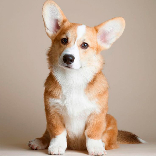 Corgi Dog Wallpapers