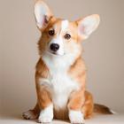 Corgi Dog Wallpapers icon