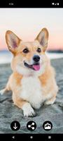 Corgi Dog Wallpapers poster