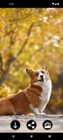 Corgi Dog Wallpapers screenshot 1