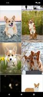 Corgi Dog Wallpapers screenshot 3