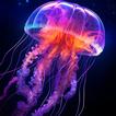 Jellyfish Wallpapers icon