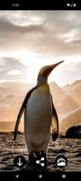 2 Schermata Sfondi di pinguini
