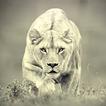 Predatory Animal Wallpapers
