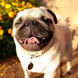 Fondos de pantalla de Pugs icono