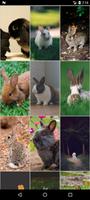 Fond d'écran Lapins et Lièvres capture d'écran 3