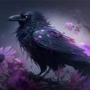 Raven Wallpapers APK