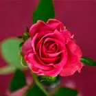 Rose Wallpapers