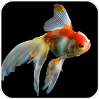 Goldfish Wallpaper 아이콘