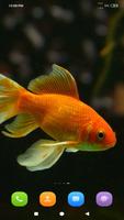 Goldfish Wallpaper 스크린샷 1